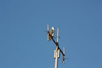Sea Eagle, Port Walcott Yacht Club, Cape Lambert